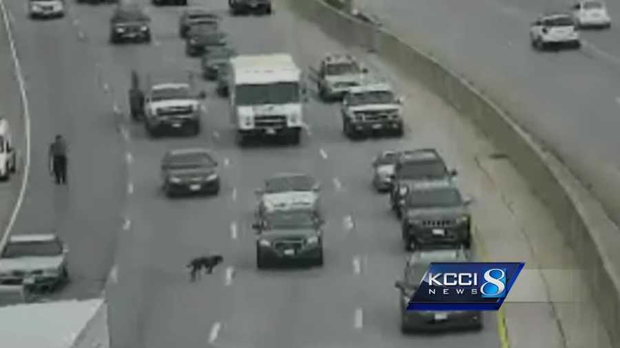 Remember the dog running around on I-235 Wednesday morning? His name is Birdie, and boy did he have a big adventure.