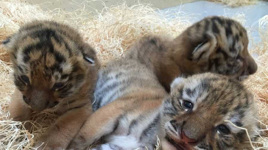 Adorable! Three tiger cubs born at Milwaukee County Zoo