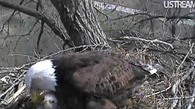 April 12: Eagle in nest with three eaglets.