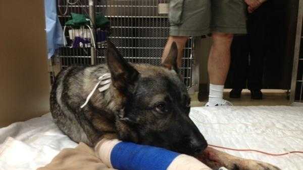 Bodie, a Sacramento Police K-9, was shot in the line of duty.