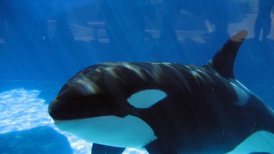 SeaWorld is known for its mammal parks and animal theme parks across the world. There are three locations in the United States; San Diego, California, Orlando, Florida and San Antonio, Texas.