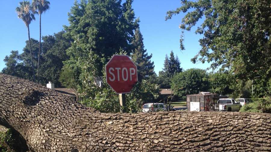 An estimated 30,000-pound tree toppled along American River Drive. Read full story