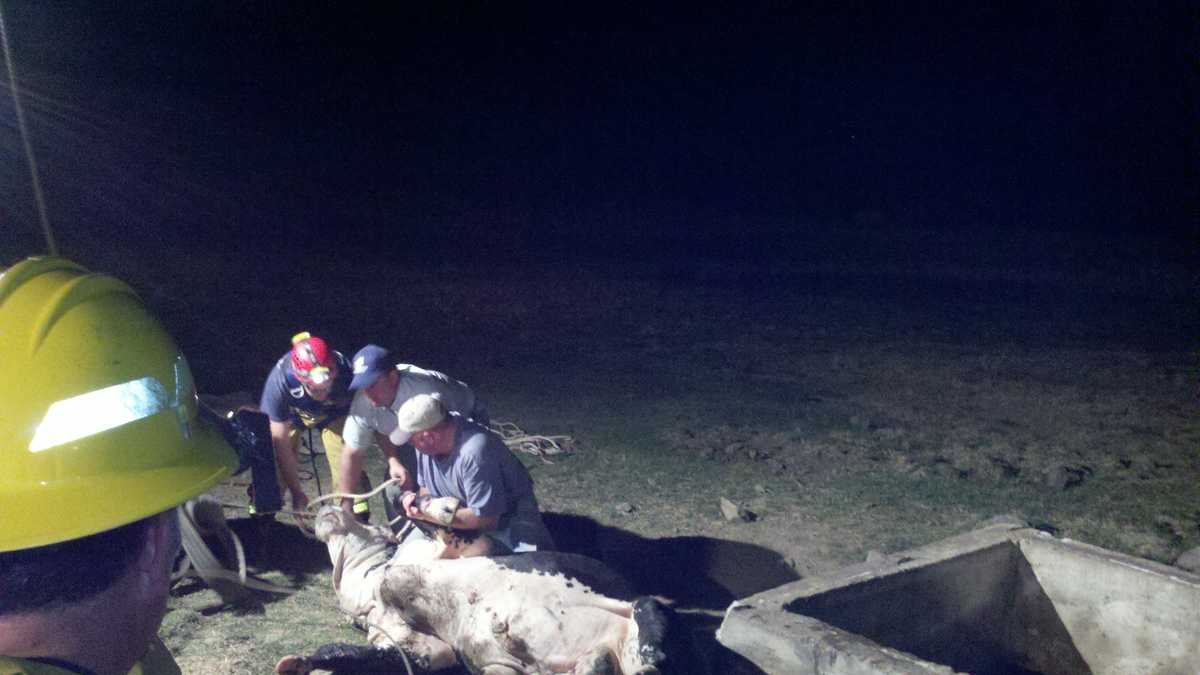 Photos from the field: Bull rescued from well