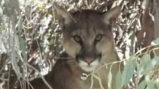Mountain lion shot to death after breaking into home