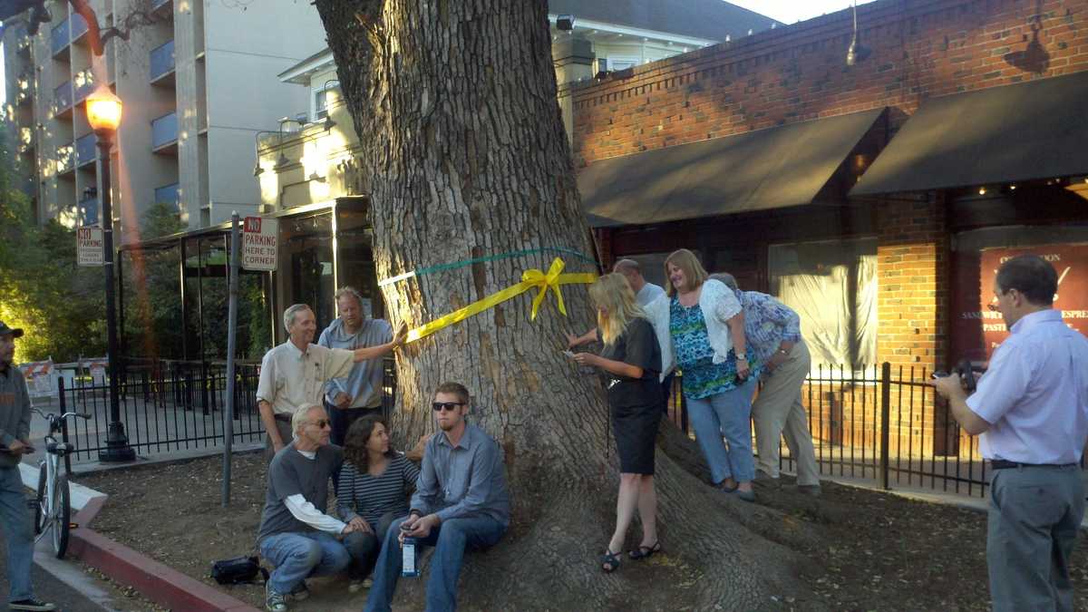 Midtown tree comes down after 126 years