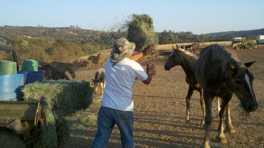 A worker feeds hay to rescued horses at the Grace Foundation.
