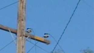 Power restored to most customers after outages in Sac County