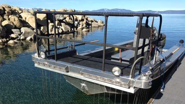 photos-super-sized-goldfish-invade-lake-tahoe
