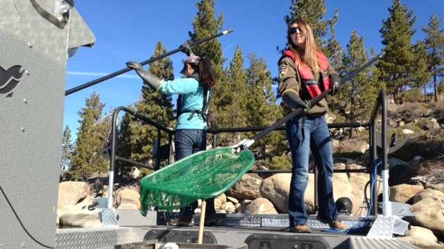 photos-super-sized-goldfish-invade-lake-tahoe