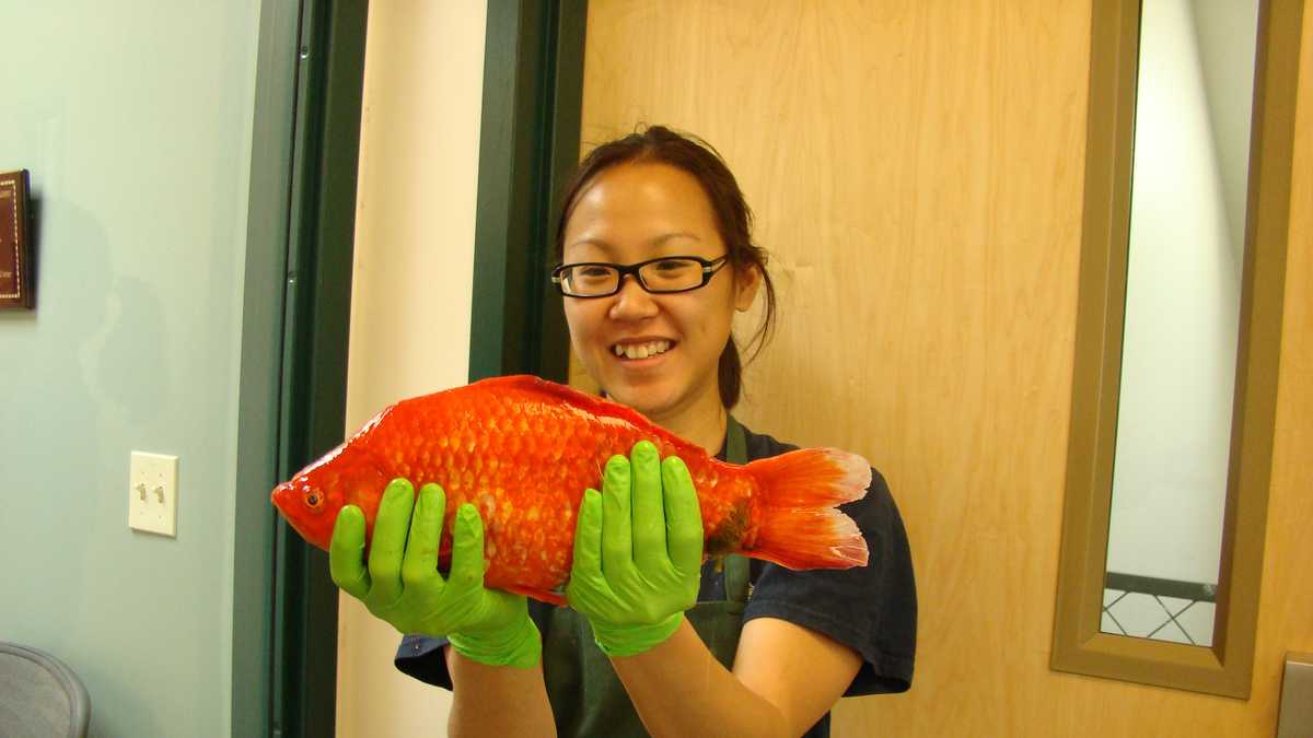 Photos Supersized goldfish invade Lake Tahoe