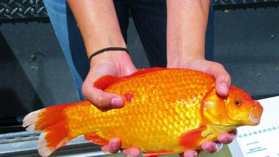 Christine Ngai of the University of Nevada, Reno, was among the researchers who found the first goldfish during a survey of invasive fish in the lake.
