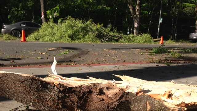 Timber! High winds knock down tree limbs, power lines