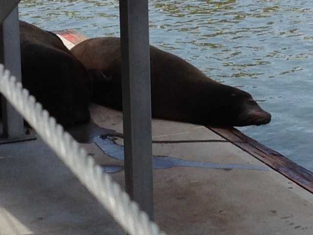 Photos: Sea lions lounge on Old Sacramento dock