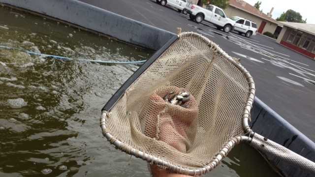 Health officials from across Northern California are warning residents about the deadly West Nile virus. Mosquitofish, as pictured, are advised for residents who have unused swimming pools, ponds or animal troughs (June 24, 2013).