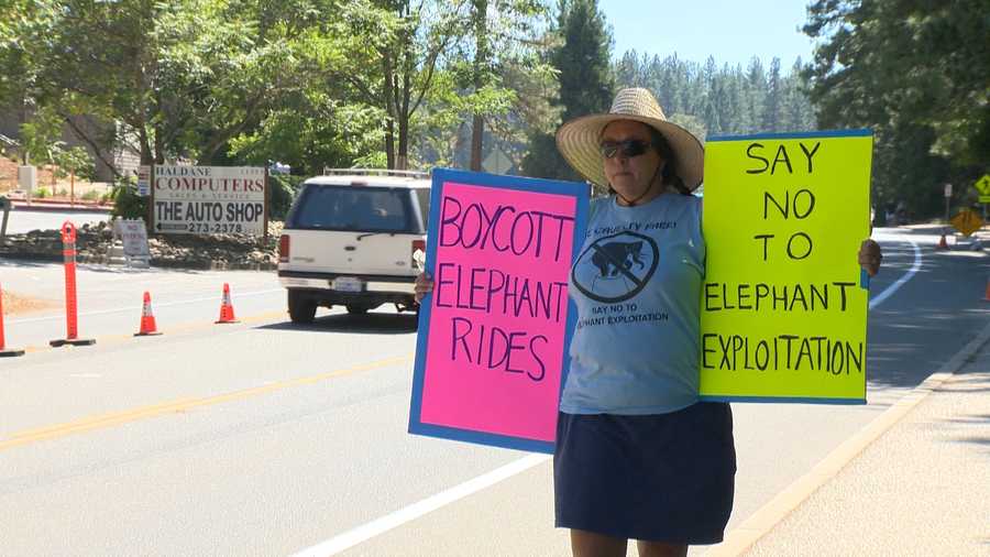 Guests at the Nevada County Fairgrounds take rides on two elephants. The elephant rides sparked protests outside the gates (Aug. 7, 2013).