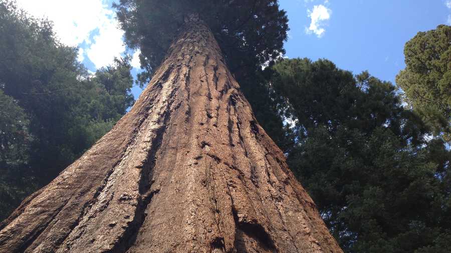 Giant sequoias have thick park, which contains a fire-resistant chemical, but are not immune to large, hot wildfires.