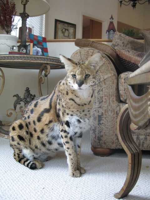 Egyptian serval 2024