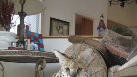 The death of Portia, an African serval cat that was found on the side of a road in Roseville earlier this month, has sparked a controversy over pet ownership.