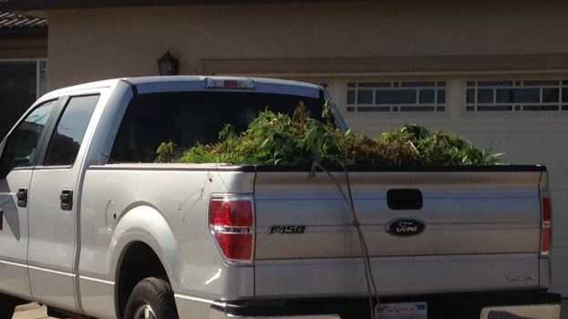 Sacramento Sheriff's deputies detained several people and seized a large amount of marijuana plants at two homes in the North Highlands and Antelope areas.