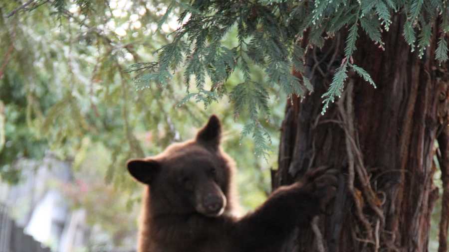 Roseville police said a bear was spotted roaming the streets in several neighborhoods on Sunday. Some residents took photos of the bear as it made its way peacefully through the area.