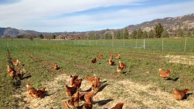 The definition of free-range chickens