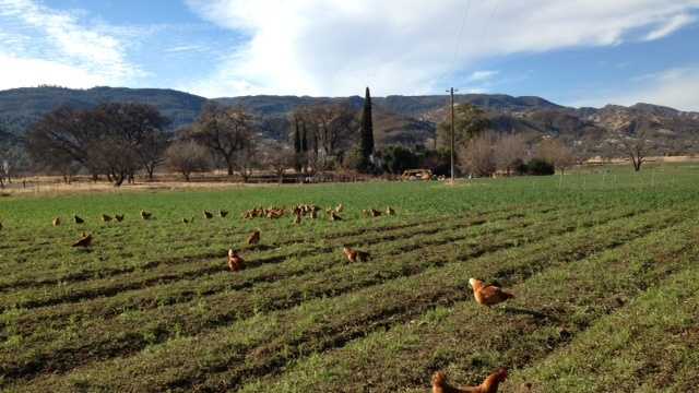 Free-range chickens (Feb. 4, 2014)