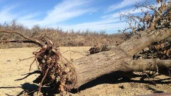 Some almond farmers are eliminating trees they fear they won't be able to water.