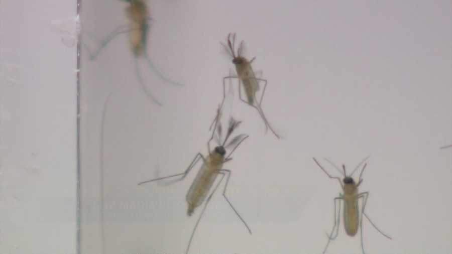 It's not the typical mosquito season in Northern California, but experts said Tuesday it's not too unusual to see a surge in the flying insects in the middle of winter.