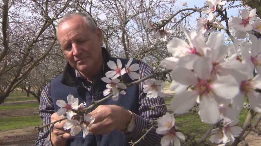 The drought is having an effect on the multi-billion California almond industry.