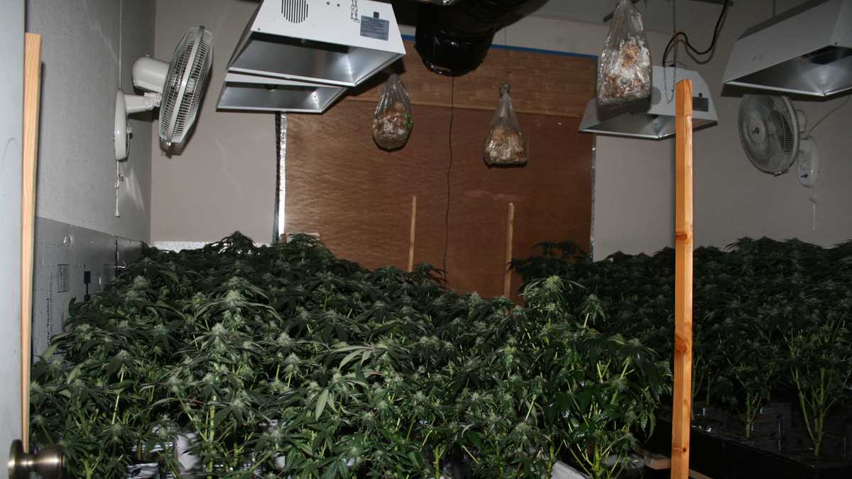 10 Signs you are living next to an illegal potgrowing house