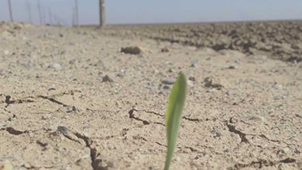 California drought hurts Central Valley blackbird