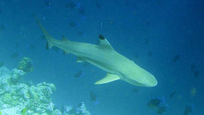 2011 -- Yee opposed the shark fin legislation that banned any commercial or culinary use of any shark's fin, specifically those used for shark fin soup. Yee said the ban targeted Asian cuisine, and in particular, the Chinese-American community because it restricts the sale of shark fins.