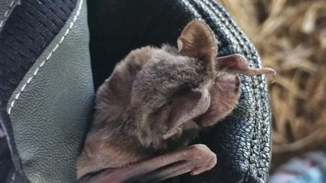 A Mexican free-tailed bat (April 16, 2014)