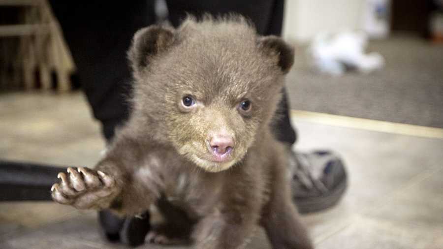 5-pound bear cub at the Lake Tahoe Wildlife Care (April 17, 2014)