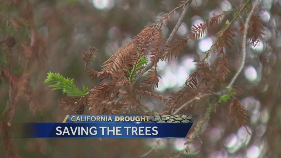 Dozens of trees in Land Park are turning brown due to the drought across California.
