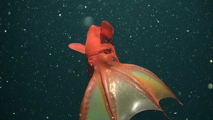 Vampire squid (May 1, 2014)