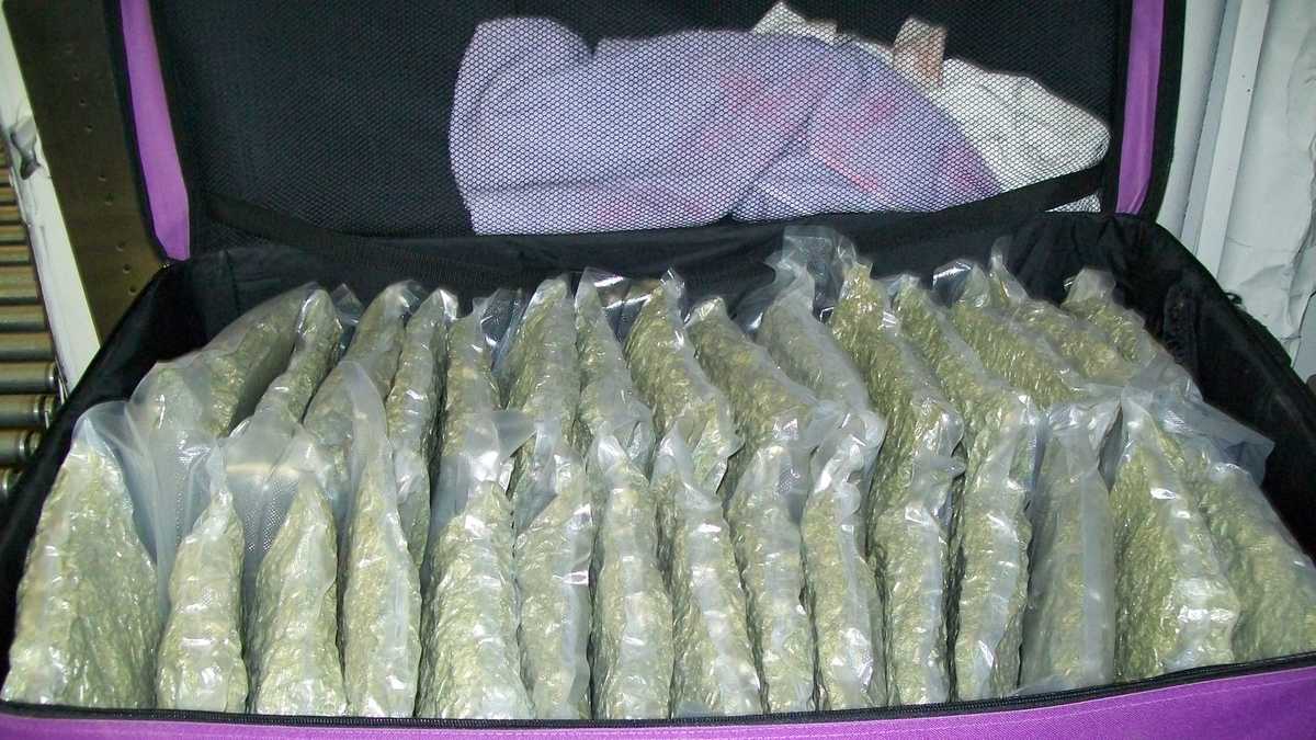 weed in cigarette pack tsa finds 81 pounds of pot checked luggage Marijuana smokers may have higher