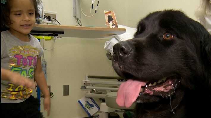 UC Davis studies effectiveness of cancer therapy dogs
