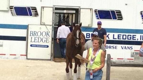May 12: California Chrome arrives at Pimlico Race Course in Baltimore, Maryland