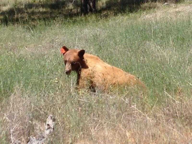 Photos: Wildlife officials catch bear in Colusa