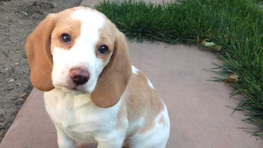 Charlie the beagle