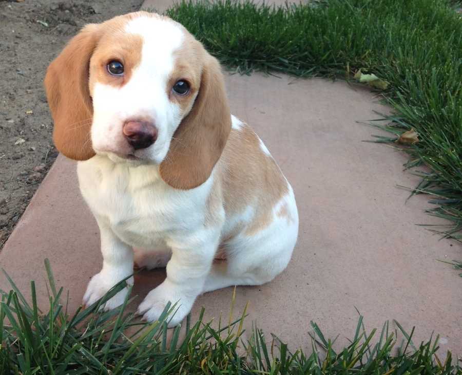 Meet Charlie the beagle