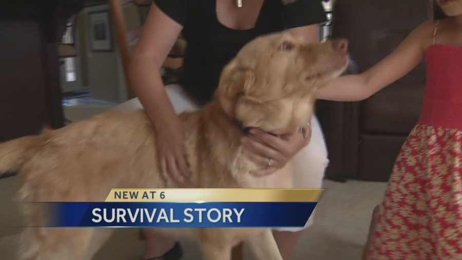 The Bruan Family of El Dorado Hills got quite a surprise when their dog was found safe almost two years later.