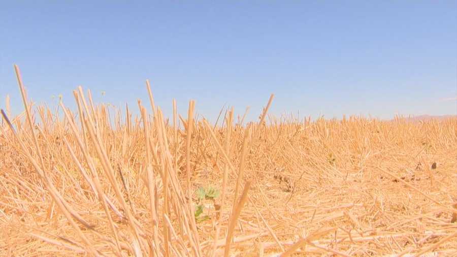 San Joaquin County is extending its state of emergency from this year’s drought to help local farmers get help.