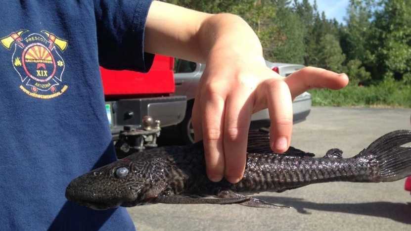 Strange fish could be latest in Lake Tahoe pet-dumping Strange fish could be latest in Lake Tahoe pet-dumping