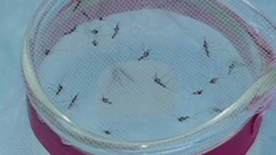 Sacramento-Yolo Mosquito and Vector Control will be spraying over north Sacramento to target mosquitoes infected with West Nile virus beginning Wednesday.