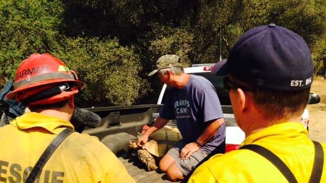 A 200-pound tortoise was rescued from the Sand Fire in Amador County.