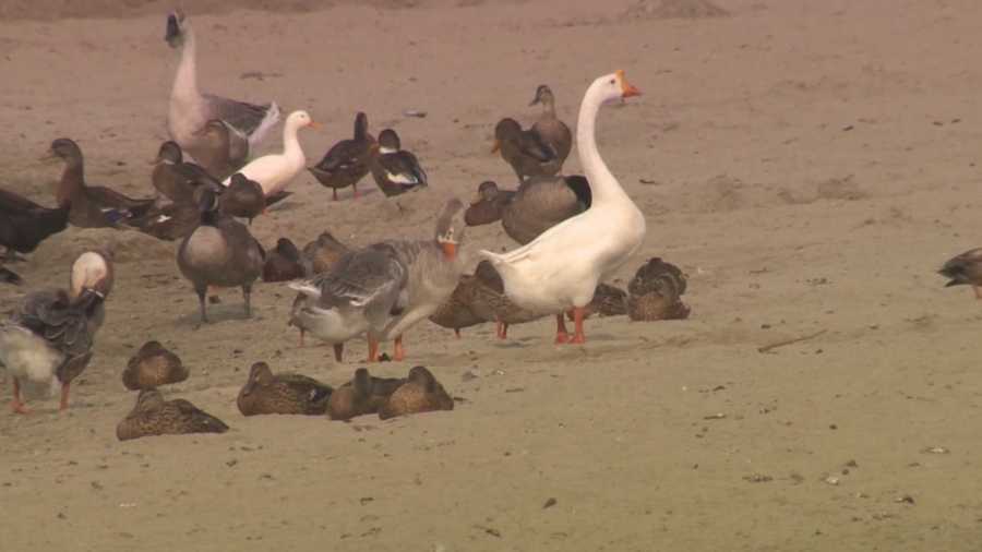 Dozens of Canada geese call Lodi Lake home -- but they're leaving behind a big mess. As KCRA 3's Kathy Park reports, the city is looking at ways to clean up the ongoing problem. The issue was tackled during Wednesday's City Council meeting.