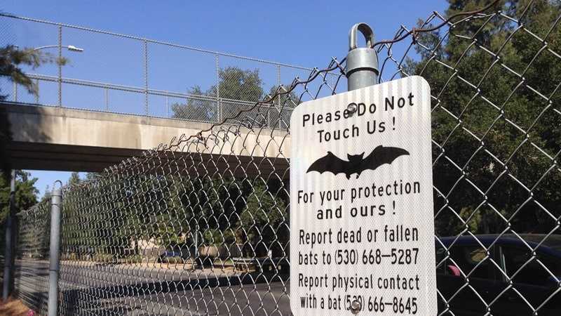 A warning sign posted near the playground behind the Davis Art Center after the discovery of rabid bats. (Aug. 20, 2014)