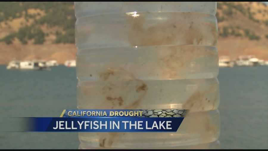 Did you know? Freshwater jellyfish are showing up in Butte County's Lake Oroville. It's likely the low water levels that have some people noticing. This isn't the first time jellyfish have been spotted in the lake, as their appearance tends to be sporadic, but the population spikes during drought years. The animals are not dangerous -- in fact, their stingers are too small to penetrate human skin.